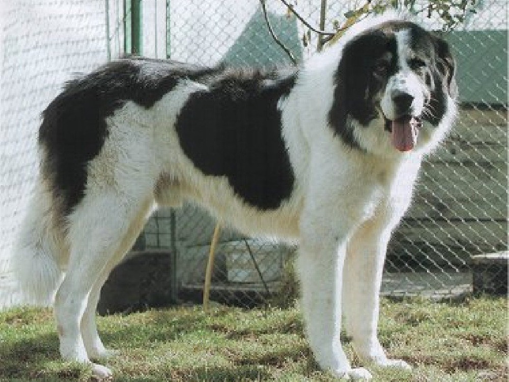 Bucovina Shepherd Dog standing outdoors