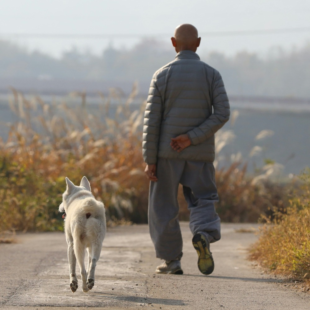 Donggyeongi dog looking alert