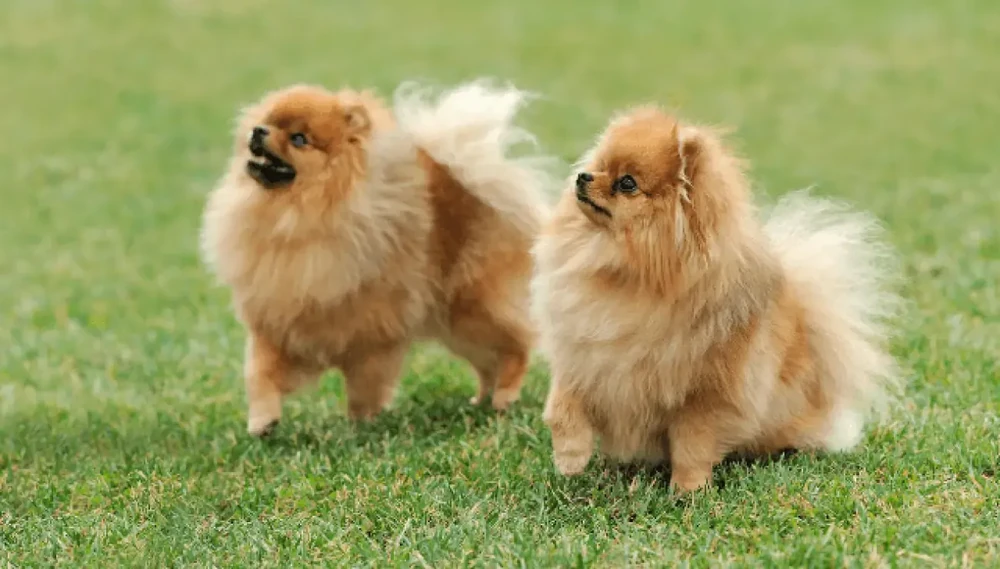 Pomeranian on a lead outdoors