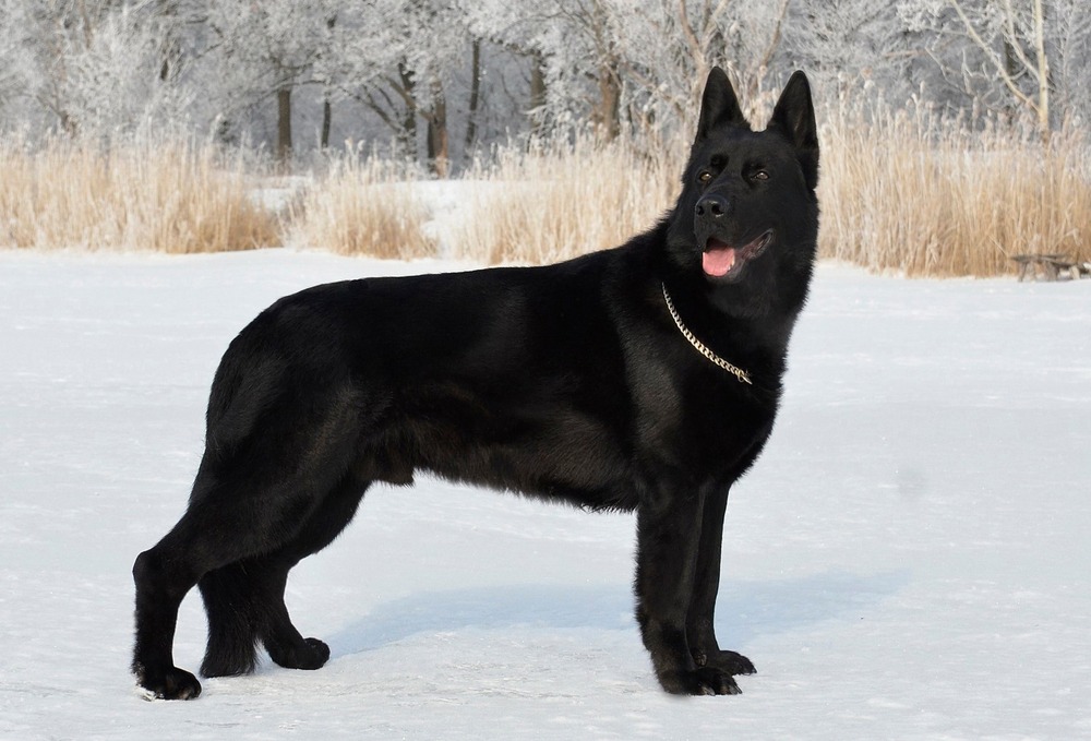East European Shepherd standing outdoors