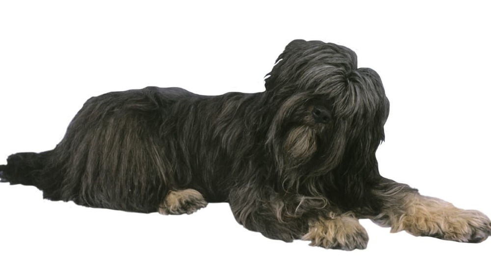 Cao da Serra de Aires standing near greenery