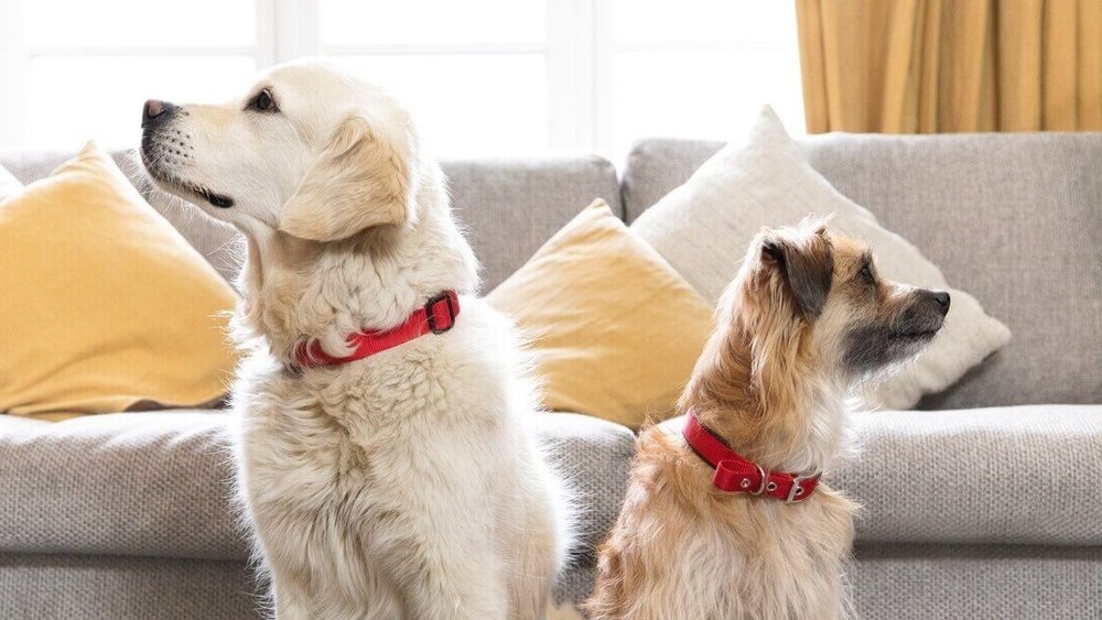 Dog resting with head lowered and soft eyes