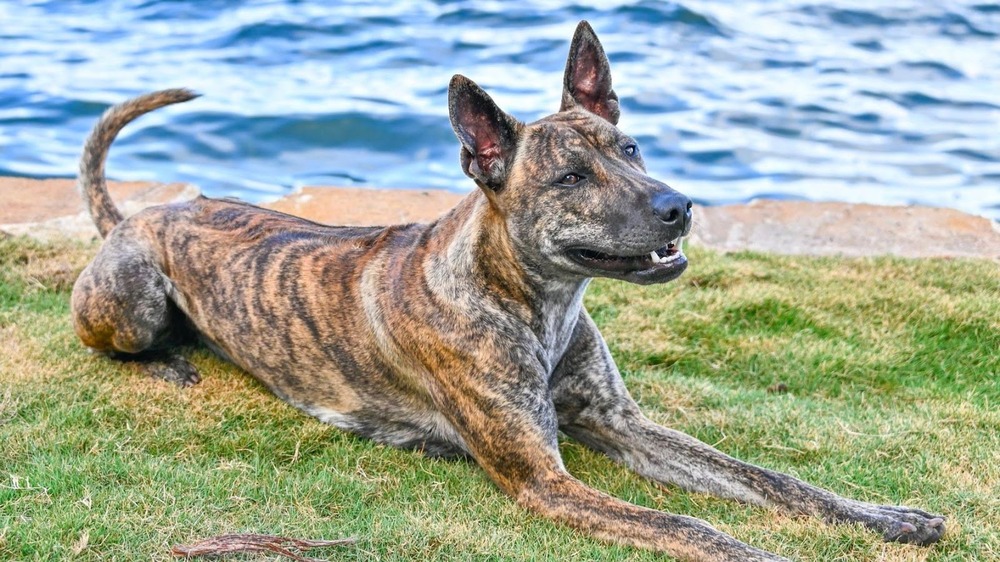 Phu Quoc Ridgeback standing outdoors