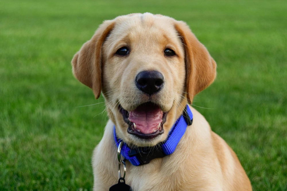 Blue Lacy standing outdoors