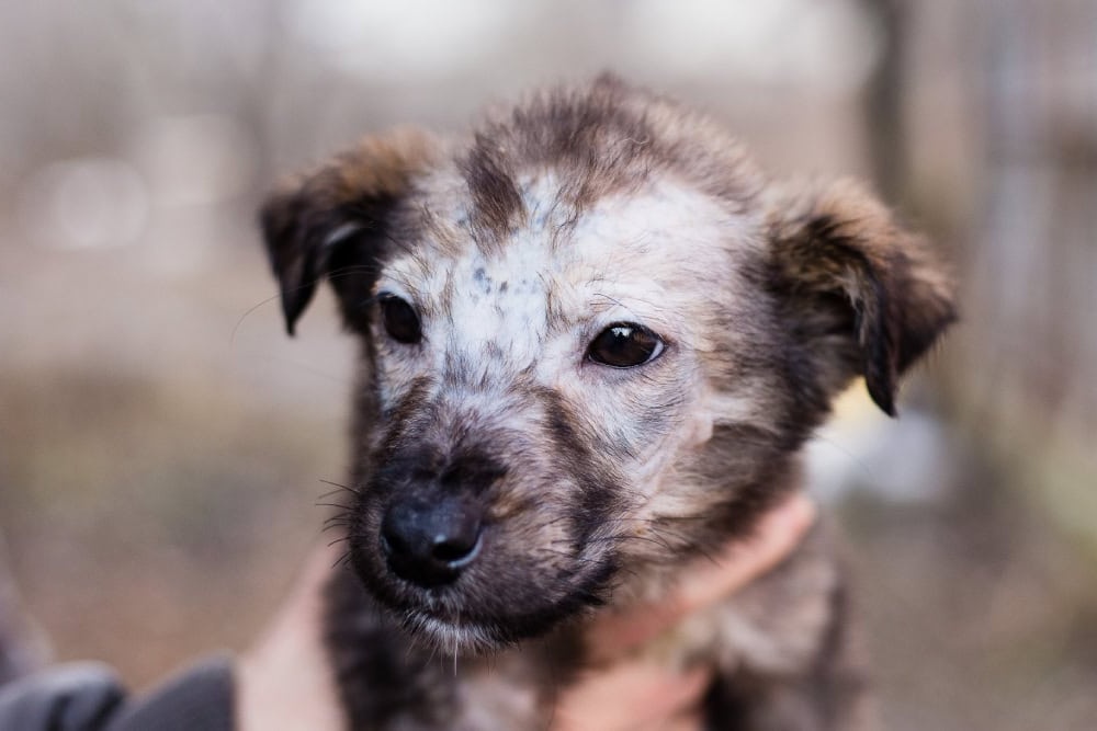 Wheaten Terrier with a shaggy wheaten coat
