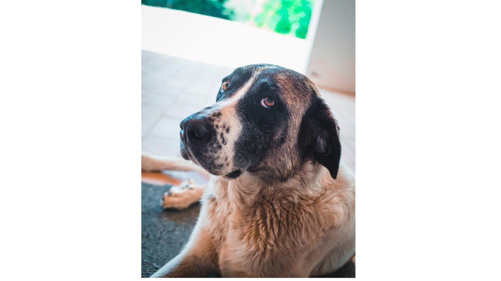 Rafeiro do Alentejo standing side on