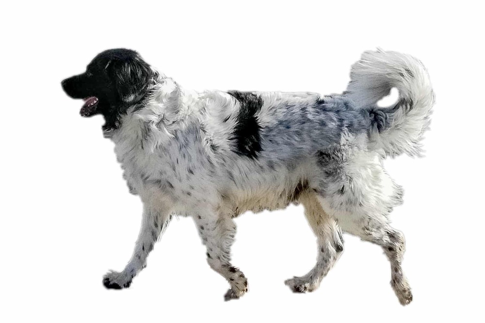 Wetterhoun with curly coat and curled tail