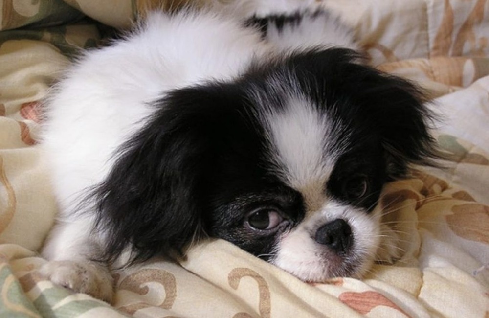 Japanese Chin looking alert