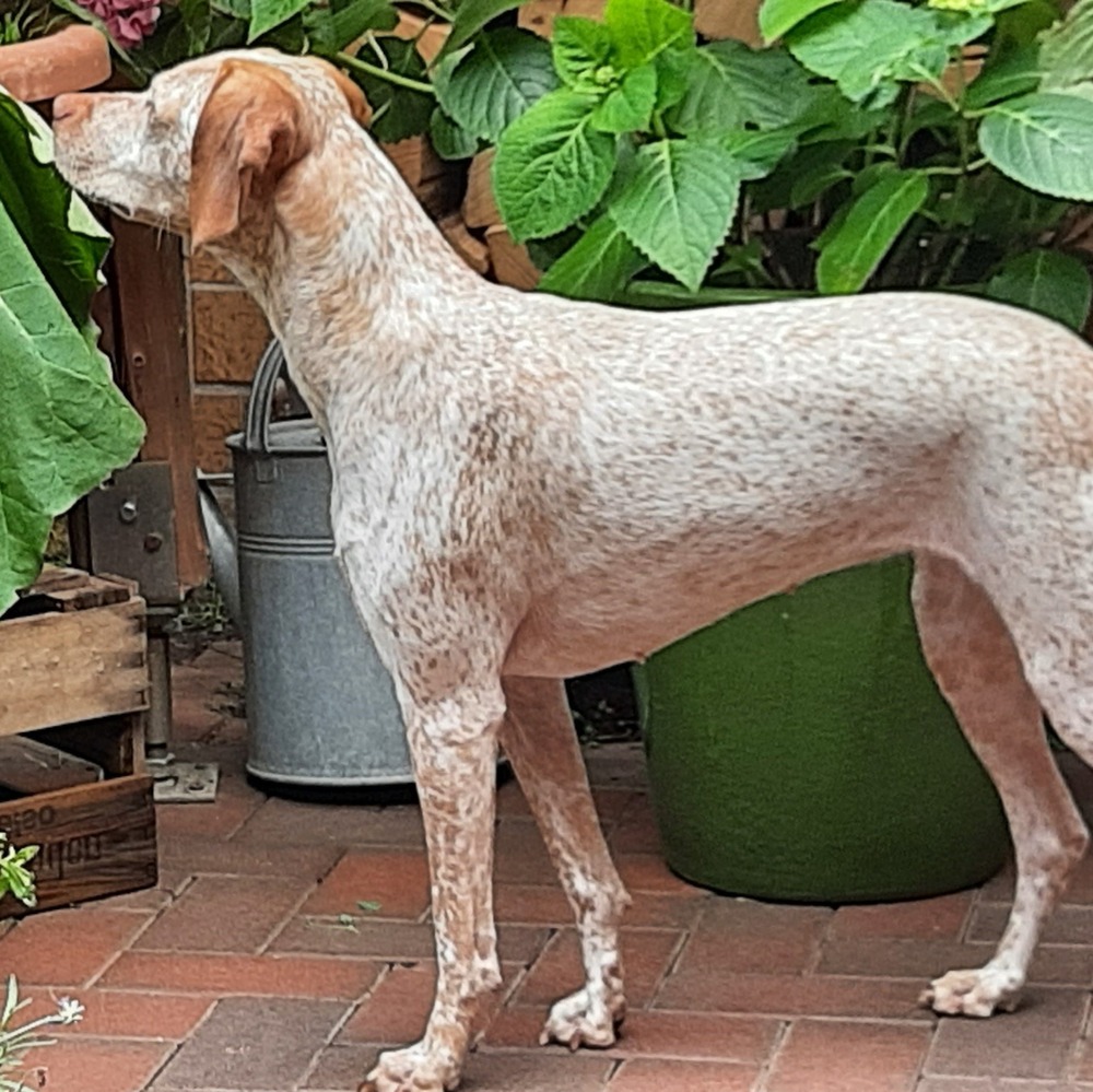 Braque du Bourbonnais walking on grass