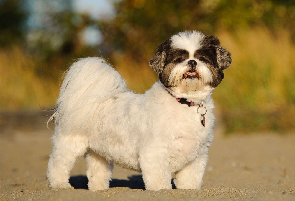 Shih Tzu standing outdoors