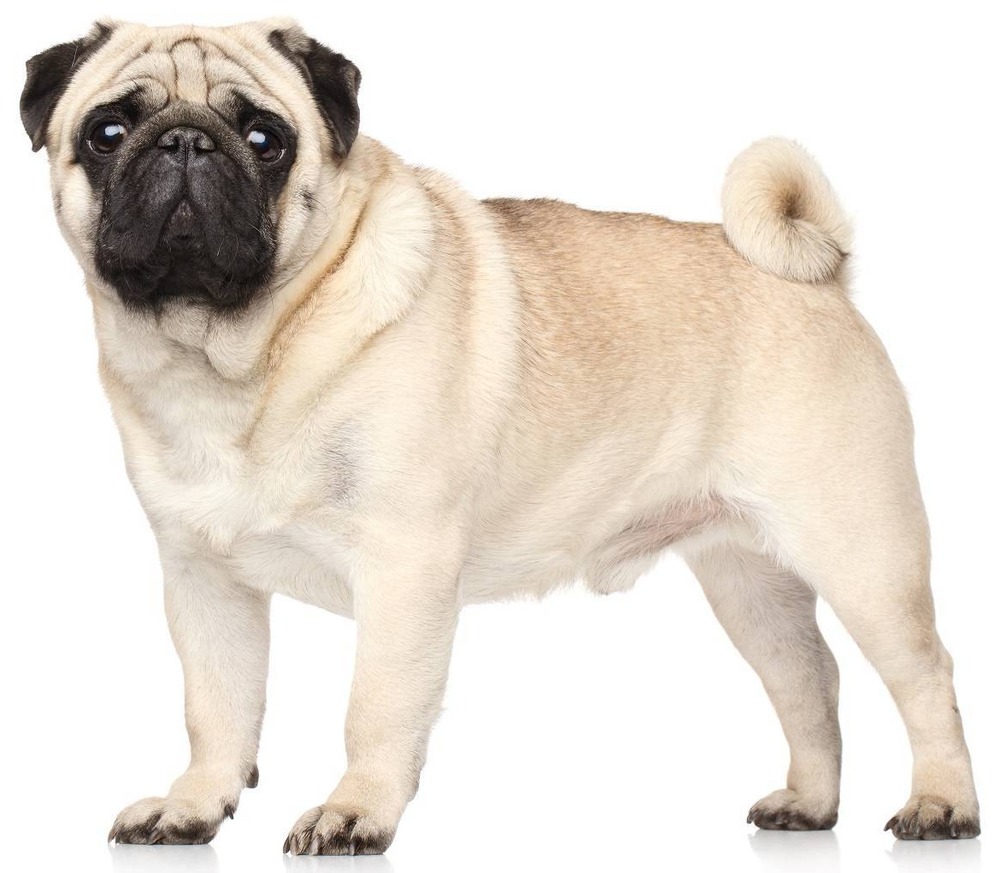 Pug resting on a soft blanket