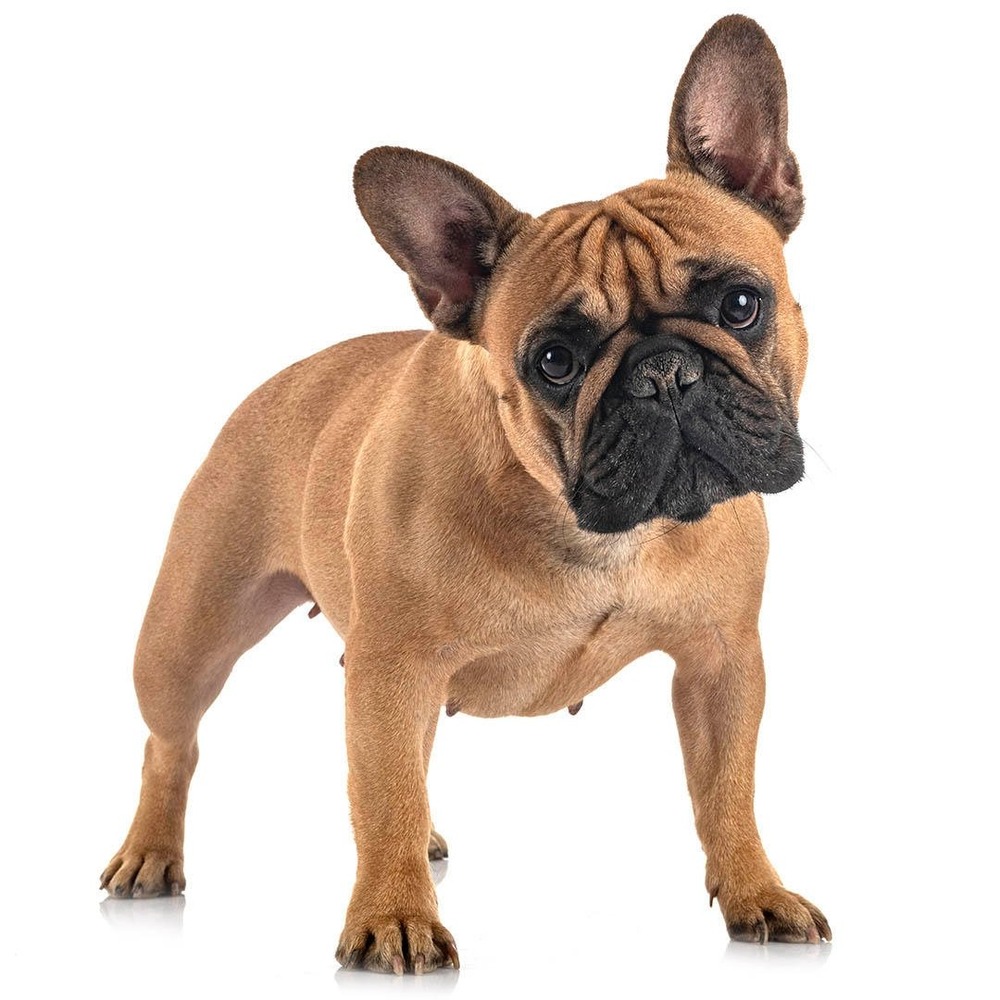French Bulldog standing outdoors on a lead