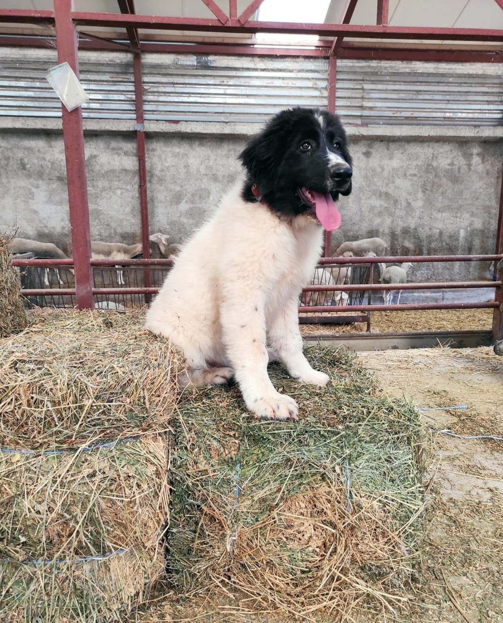 Greek Shepherd Dog close-up