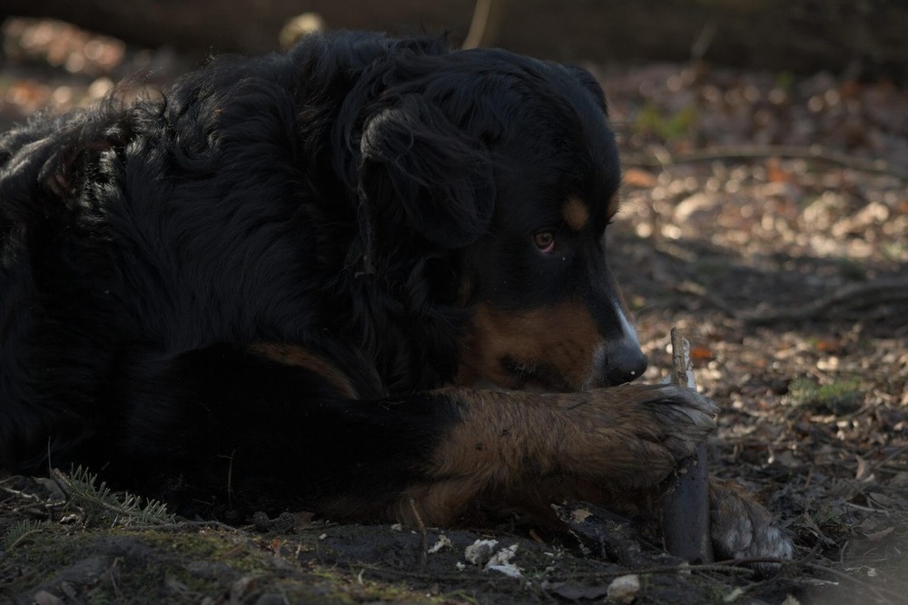 Hovawart standing outdoors