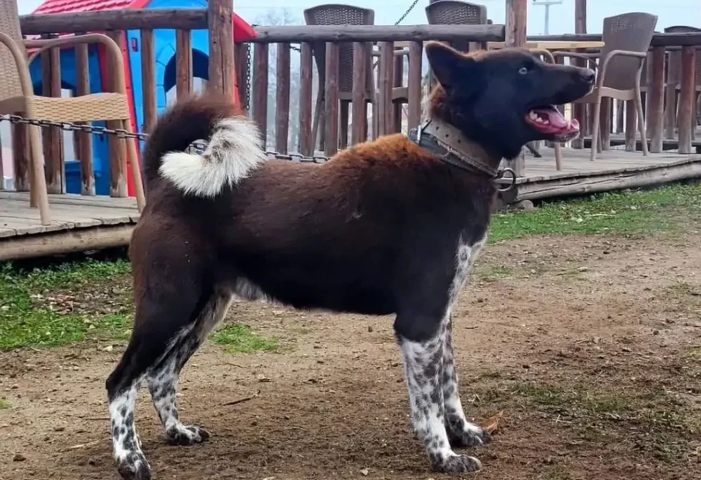 Zerdava dog head and shoulders