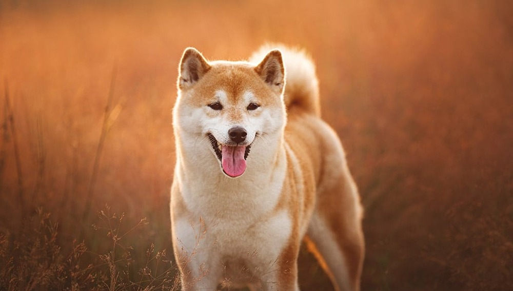 Shiba Inu walking on lead