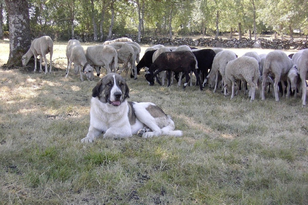 White guardian dog in a rural setting