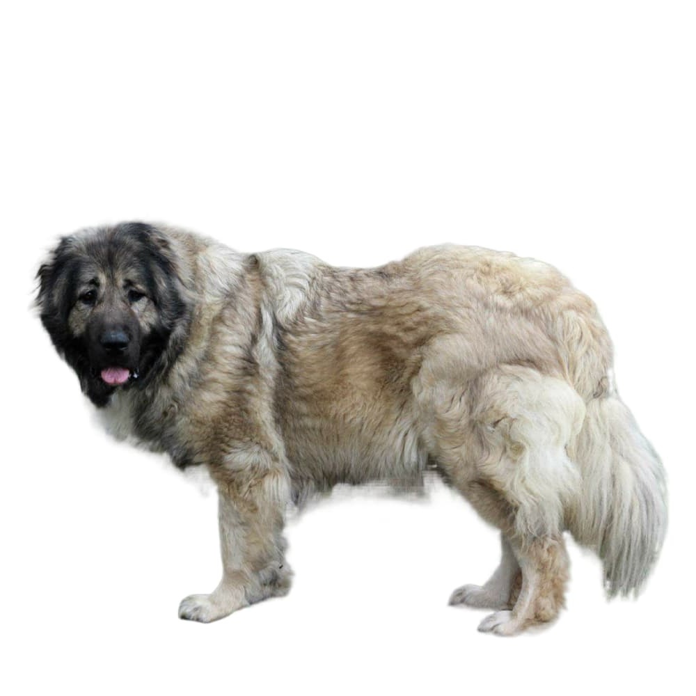 Kars Dog standing outdoors