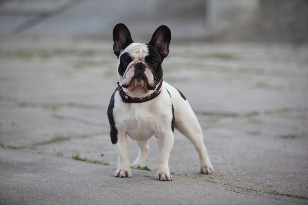 Close view of a black and white hound with long ears