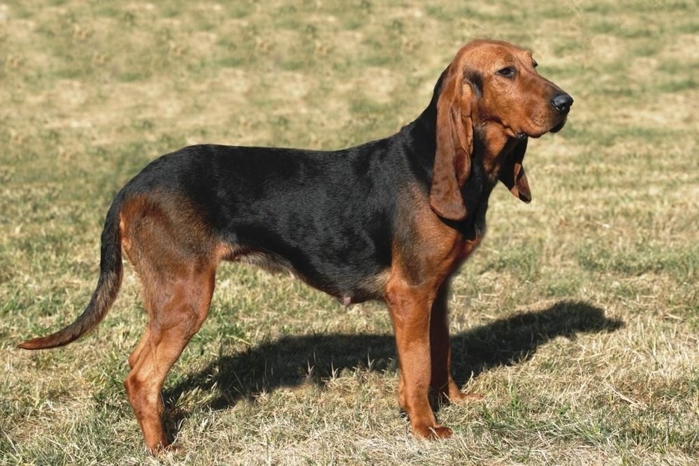 Short-coated hound with long ears in profile