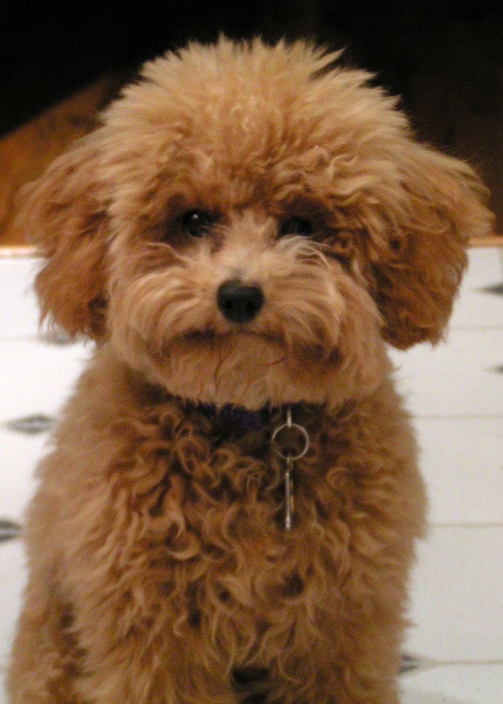 Toy Poodle close-up portrait