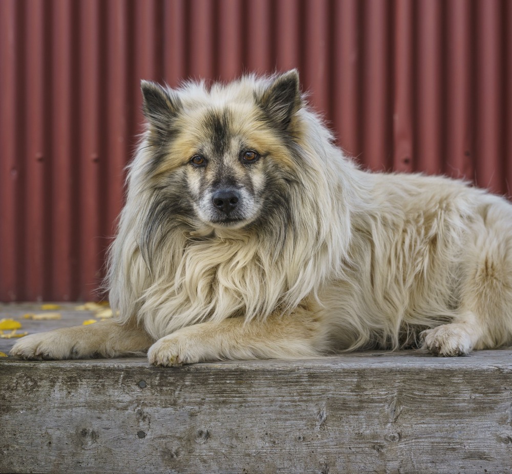 Patagonian Sheepdog with an alert, working-dog posture