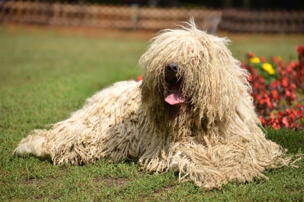 Komondor on lead during a walk