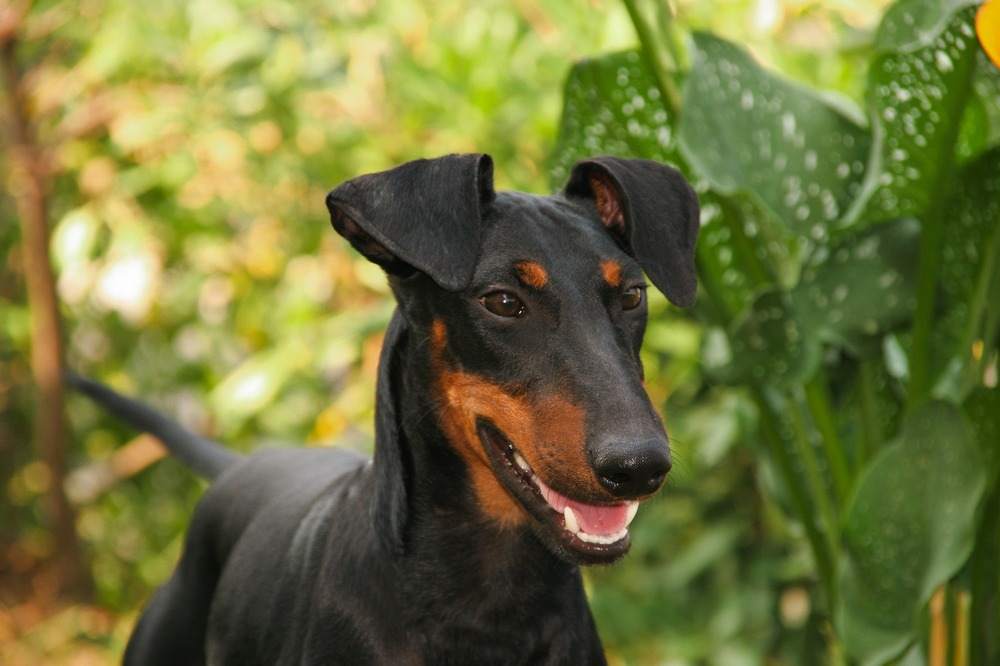 Manchester Terrier standing in profile