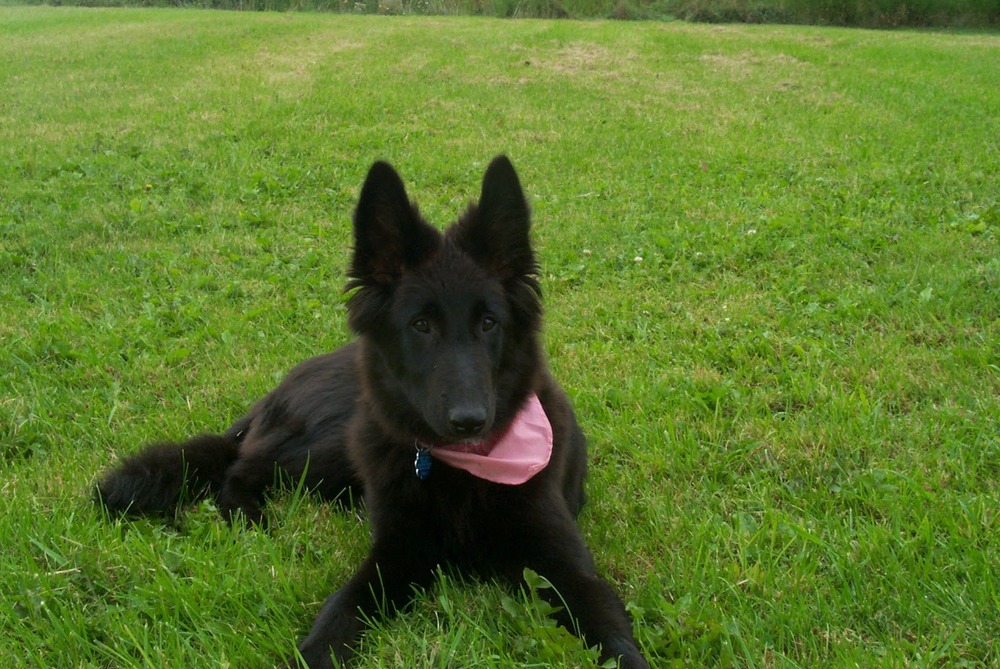 Belgian Shepherd standing alert outdoors