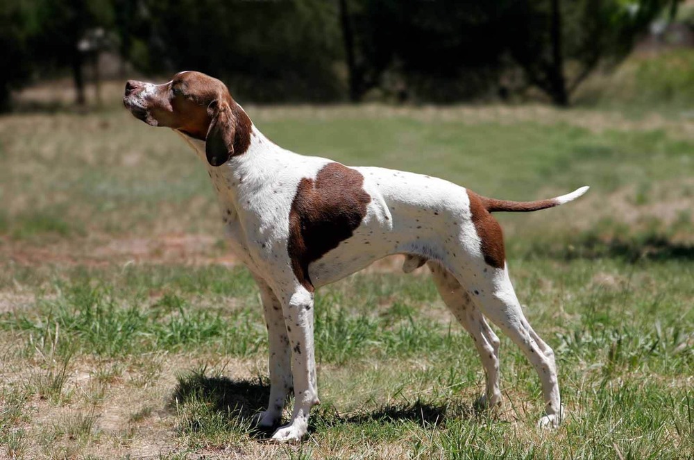 Pointer dog running on grass