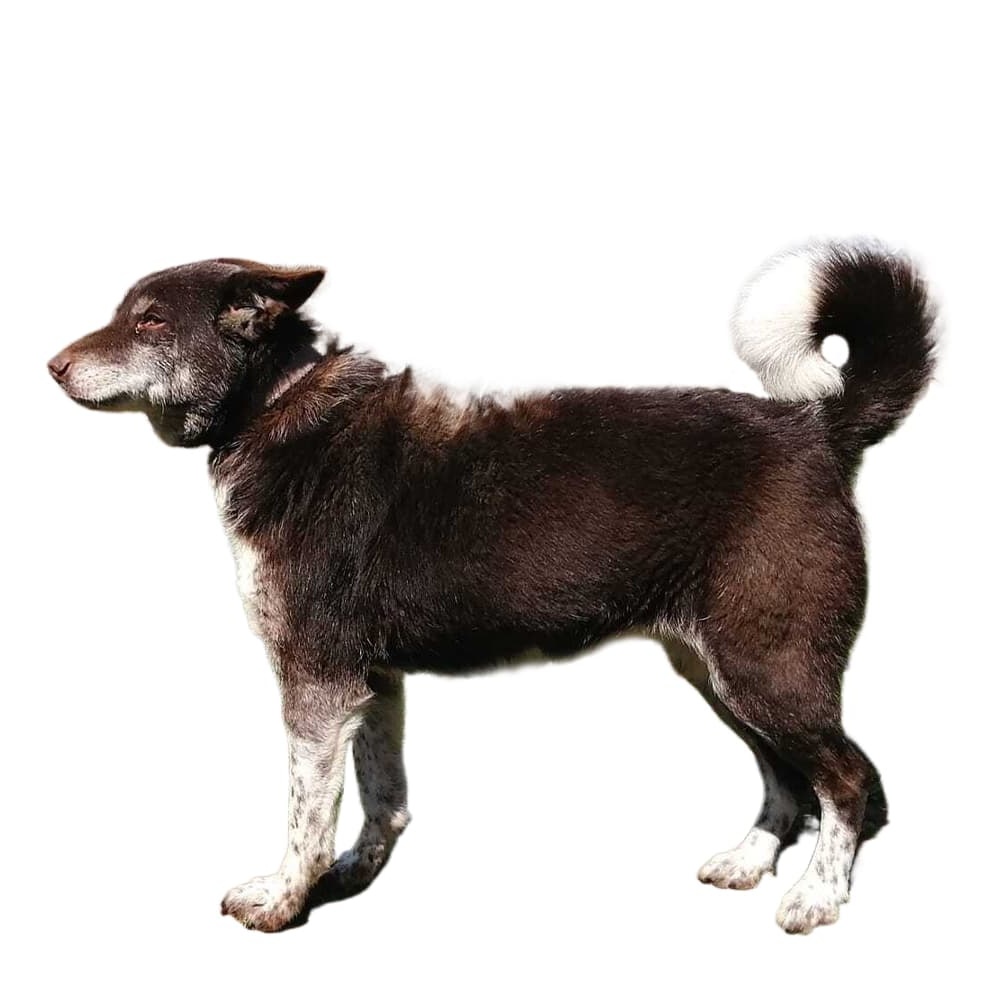 Zerdava dog standing outdoors