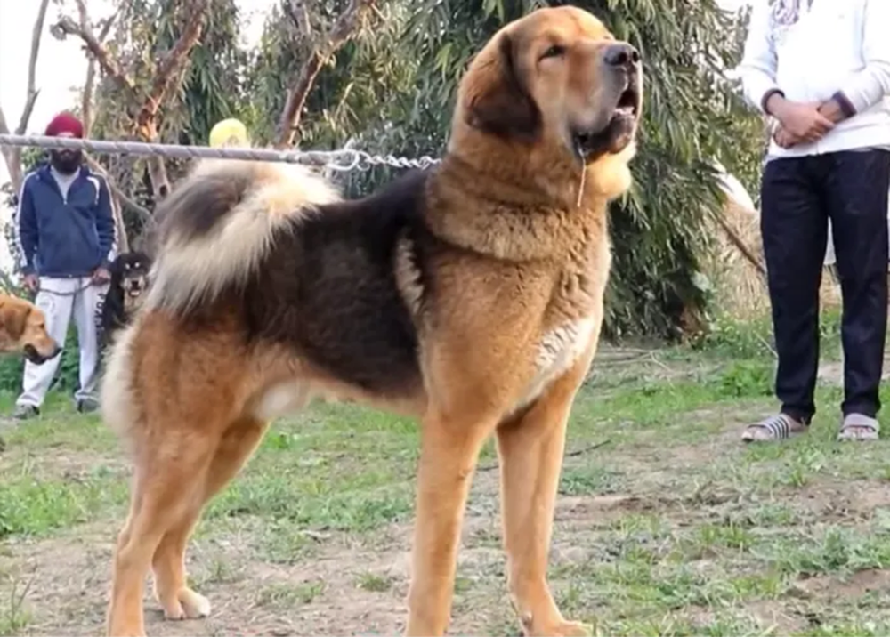 Bakharwal Dog outdoors near vegetation