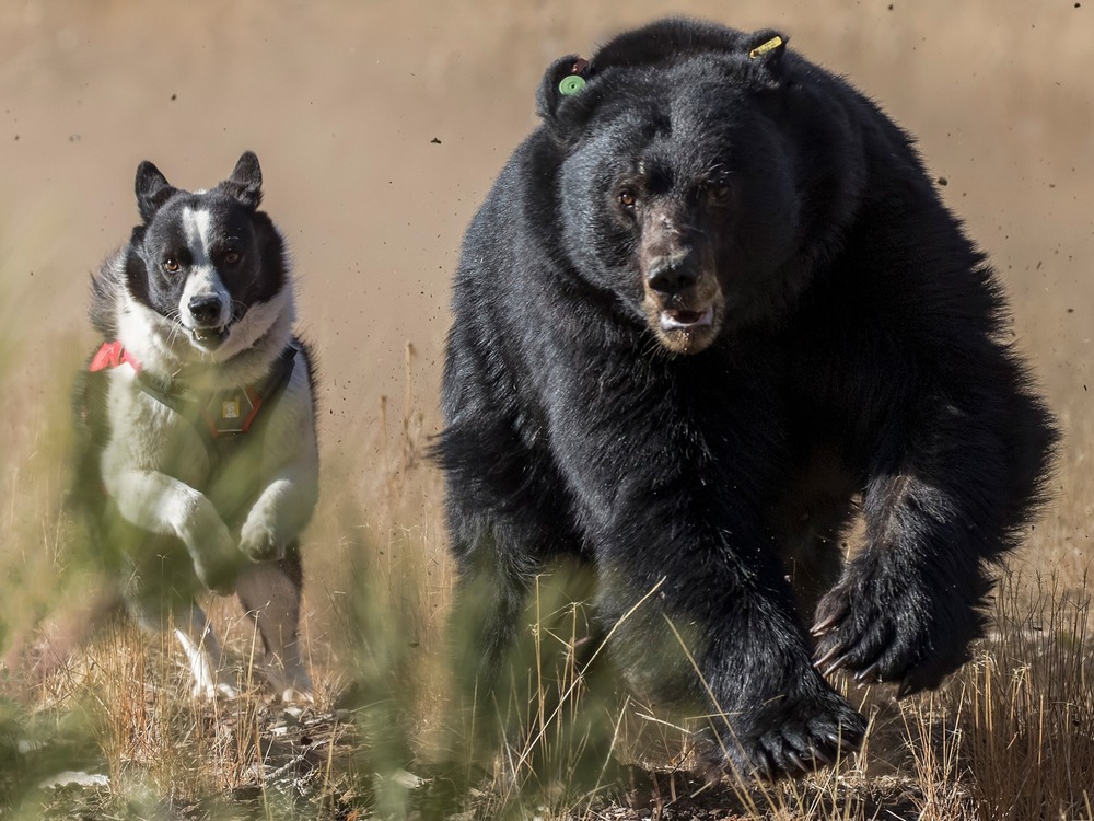 Karelian Bear Dog looking alert