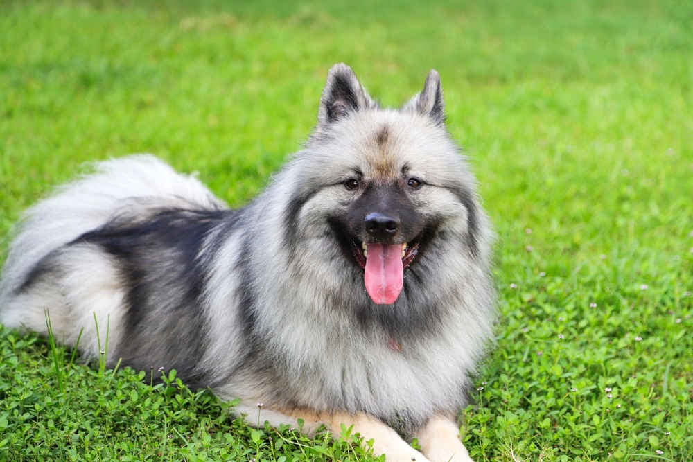 Keeshond with full coat standing side on