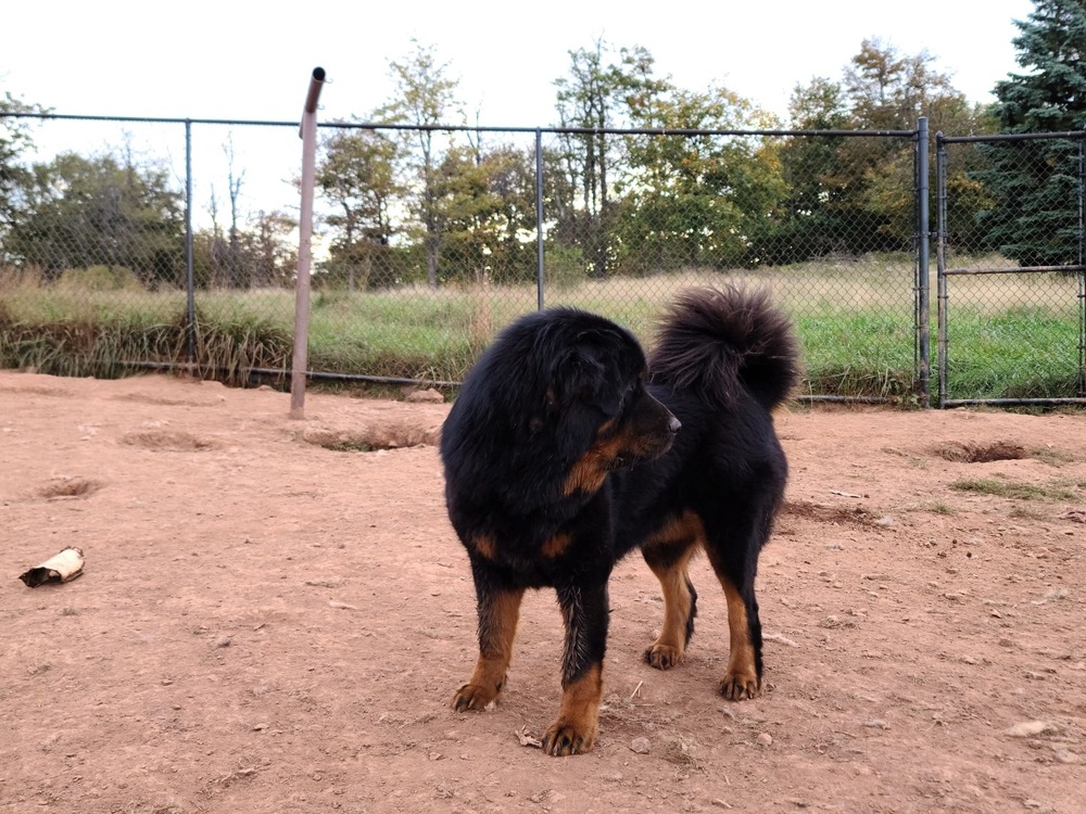 Caucasian Shepherd dog resting and watching surroundings