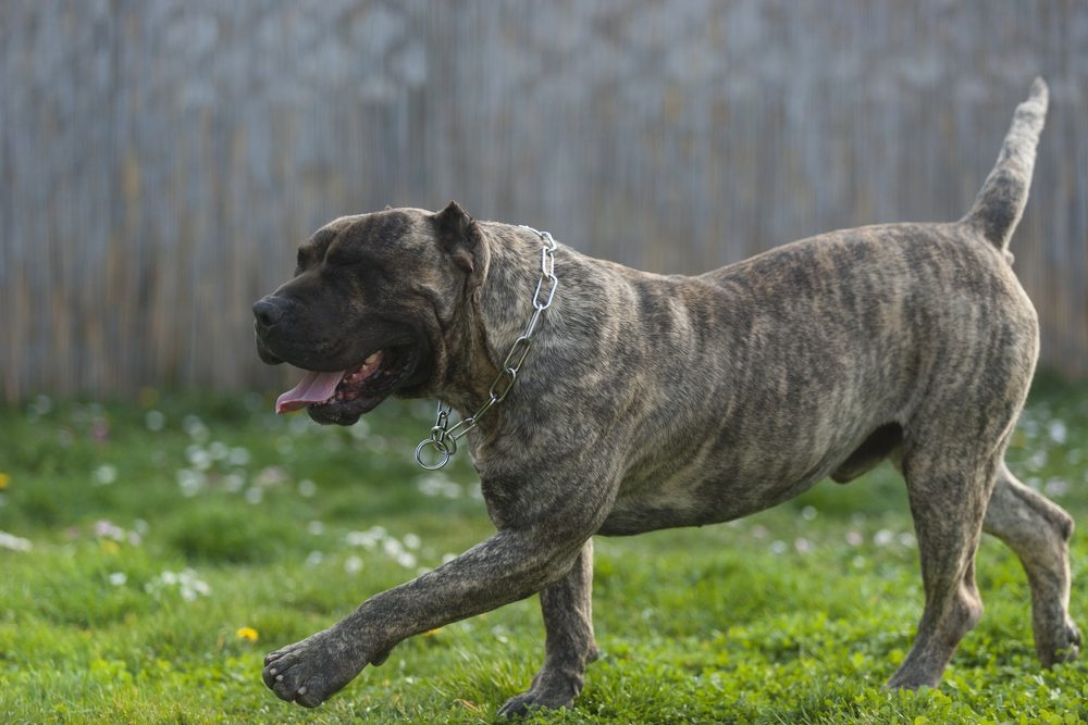 Close view of a Presa Canario head and shoulders