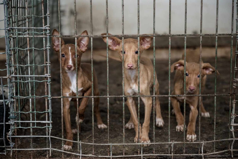 Podenco Valenciano with large upright ears