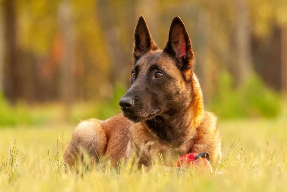 Belgian Shepherd running in a field