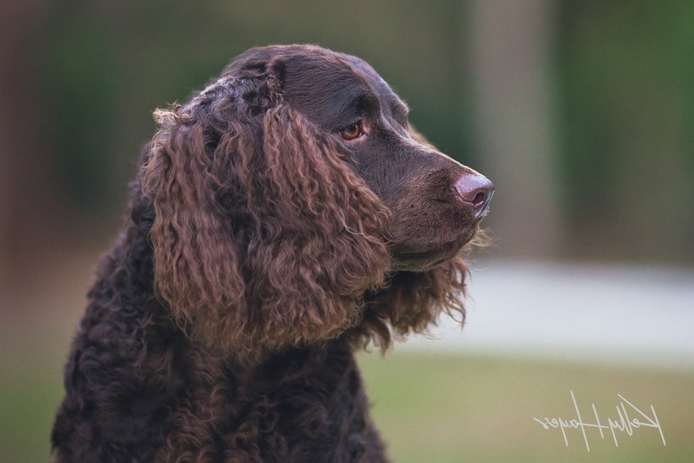 American Water Spaniel with curly coat