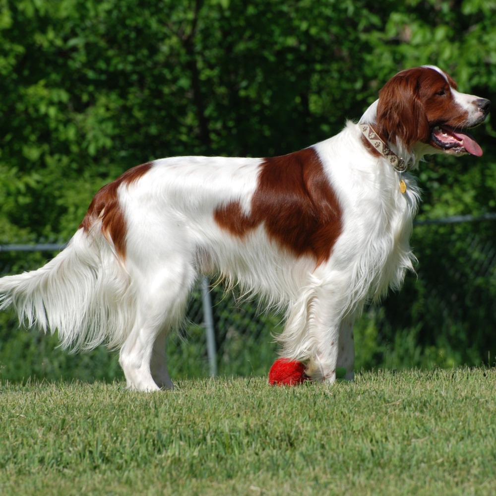 Irish Red and White Setter portrait showing red and white markings