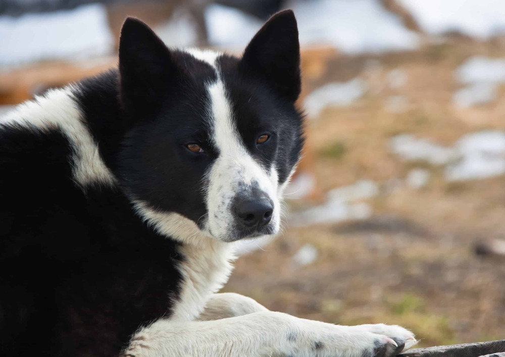 East Siberian Laika in profile with erect ears