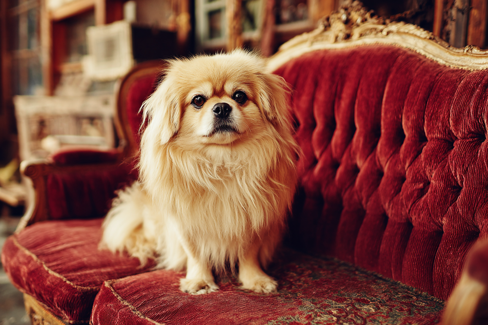 Pekingese posed like a show dog