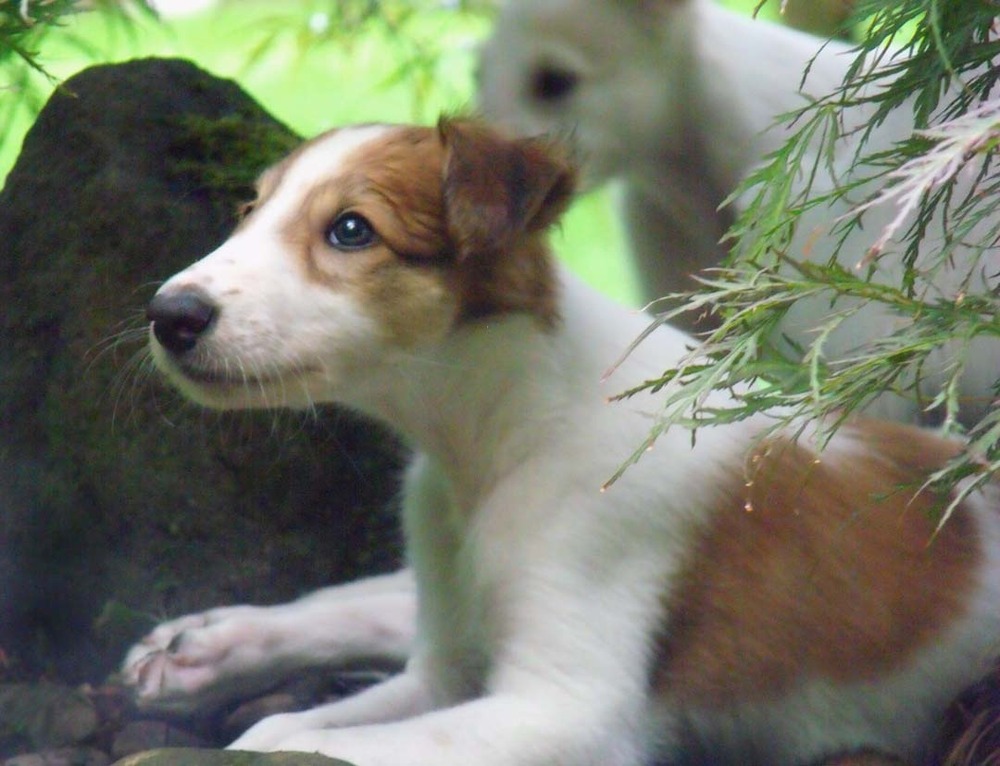 Borzoi with a long coat looking to the side