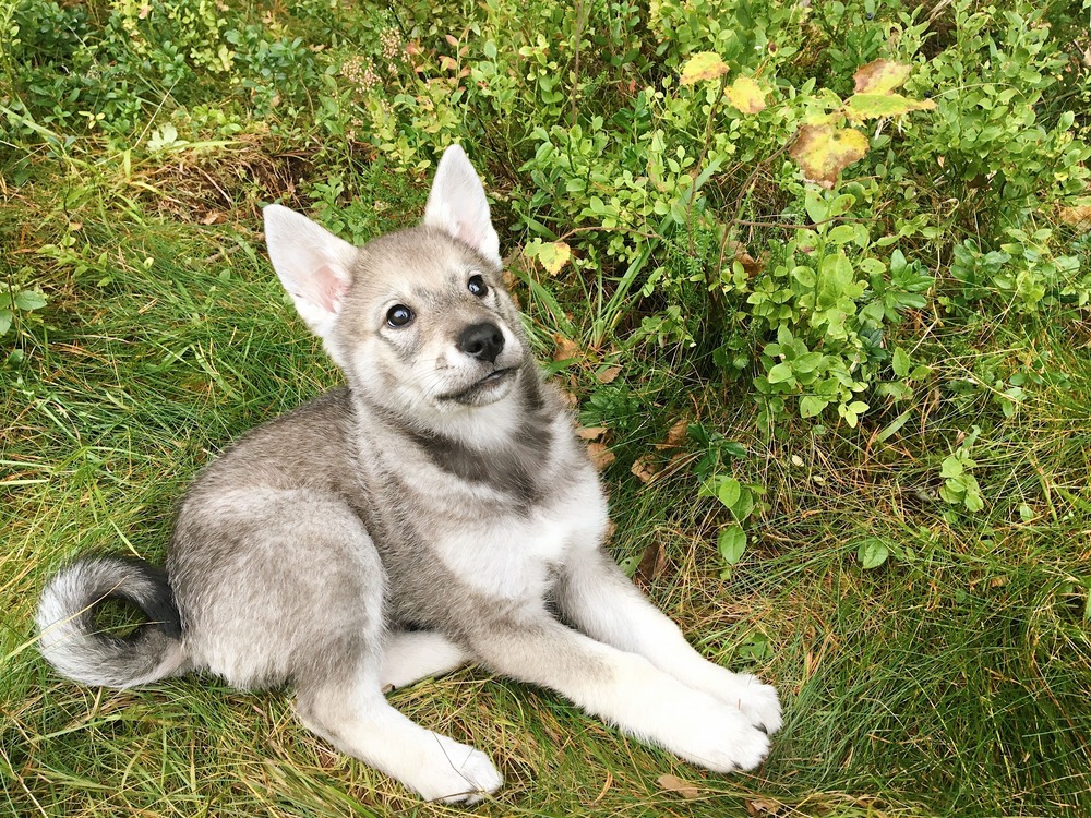 Tamaskan dog close-up of face and coat