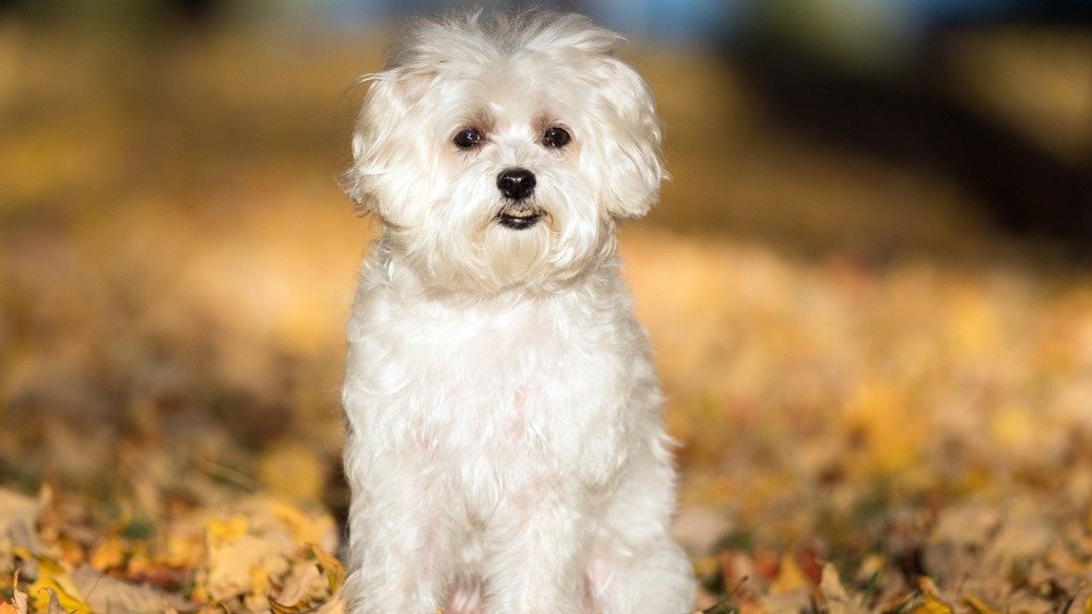 Maltese looking alert indoors