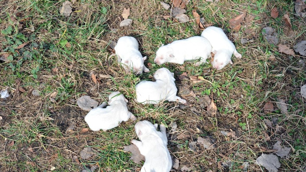 Alert small dog looking toward the camera