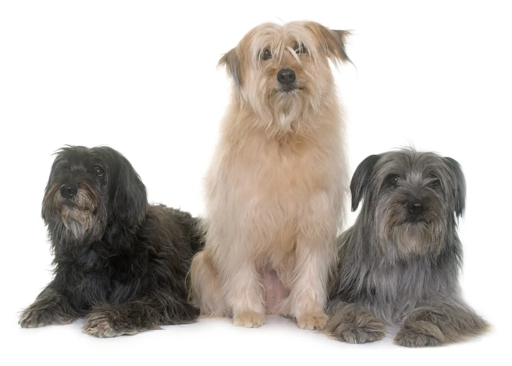 Pyrenean Shepherd looking focused