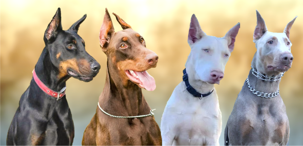 Doberman standing in profile