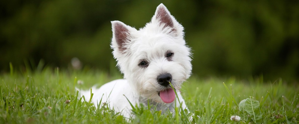 West Highland White Terrier standing side-on
