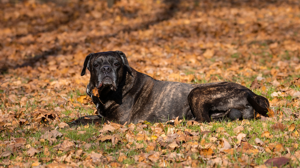 Close view of a large dog with short dense coat